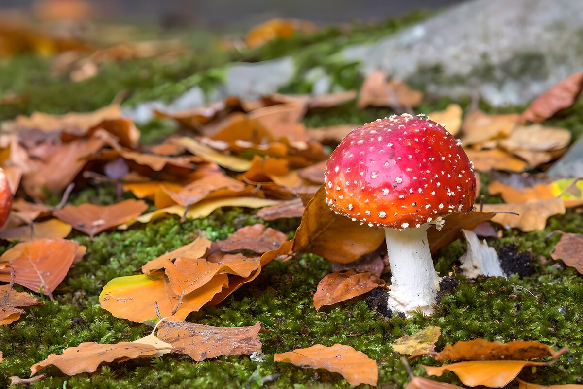 Fly agaric in autumn’s quiet corner