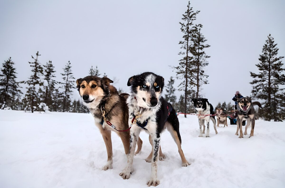 Sled dogs ready on a snowy forest trail
