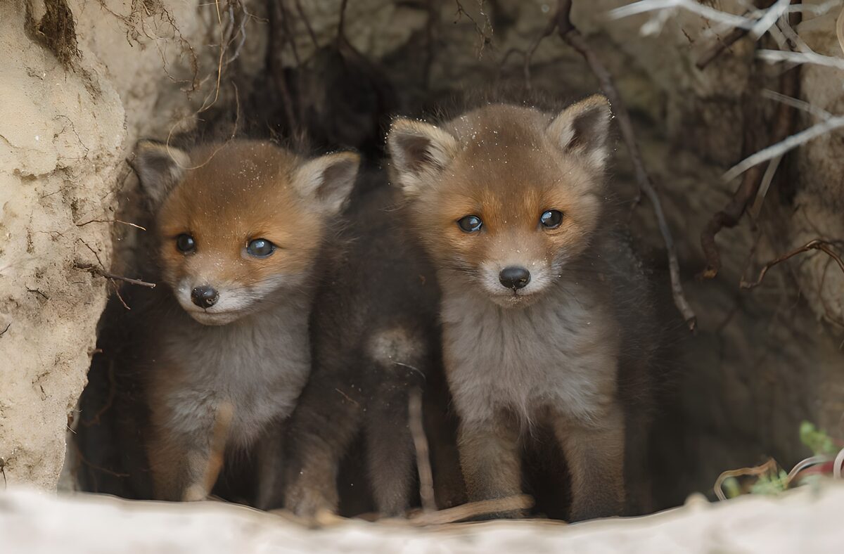 Two fox cubs nestled at their den