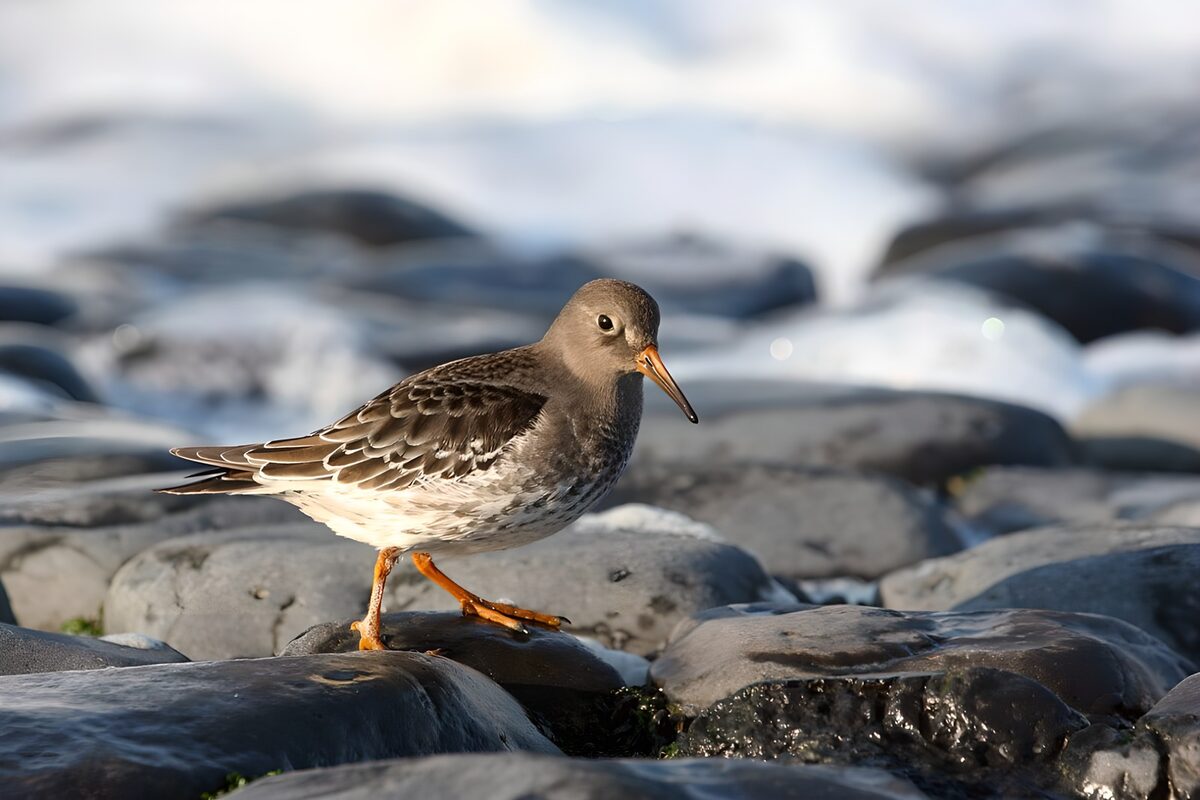 Shorebird on sunlit coastal rocks