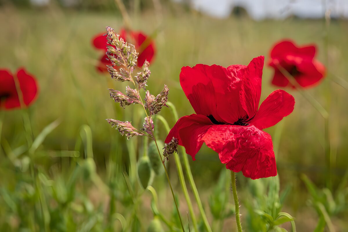 Red poppy among sunlit meadow grasses