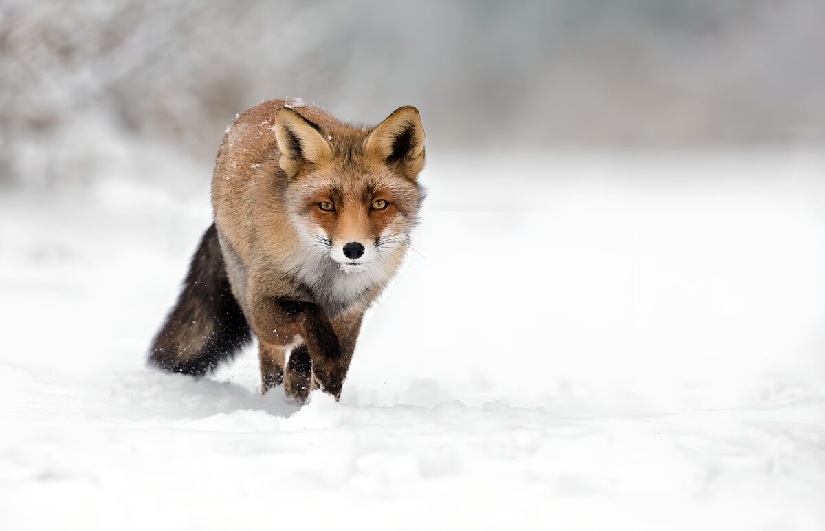 Red fox stepping through deep snow
