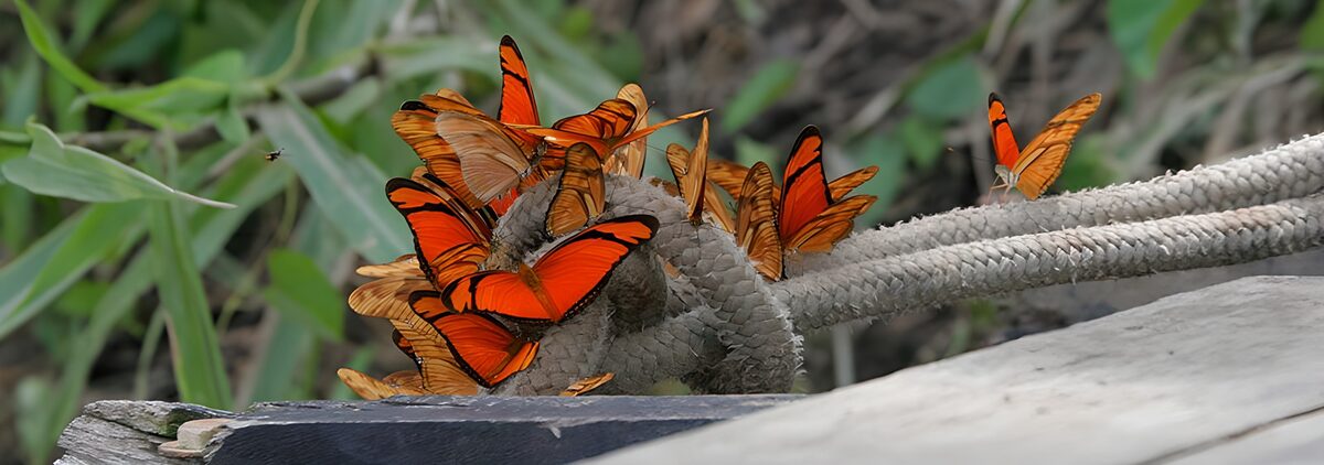 Orange butterflies at rest on a rope knot