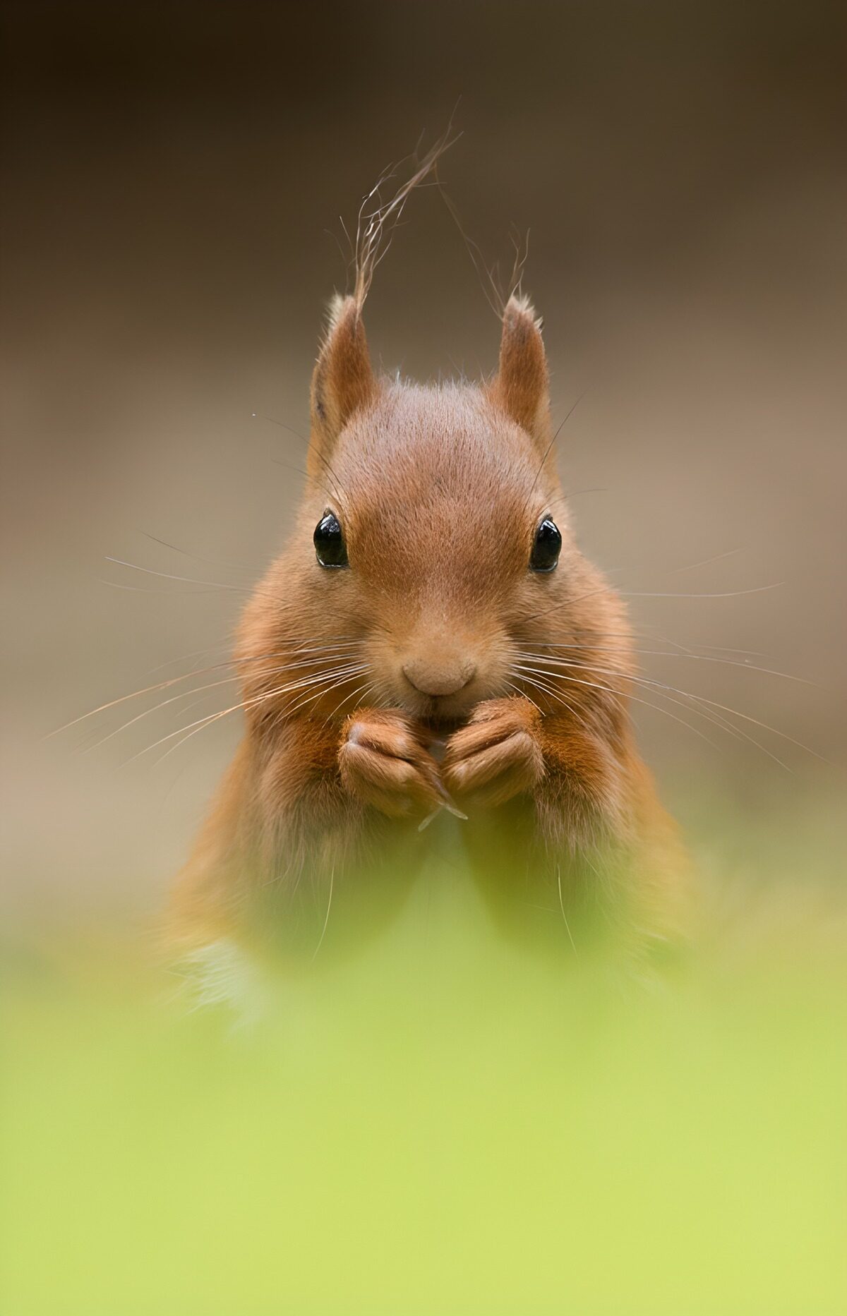 Red squirrel with paws held close