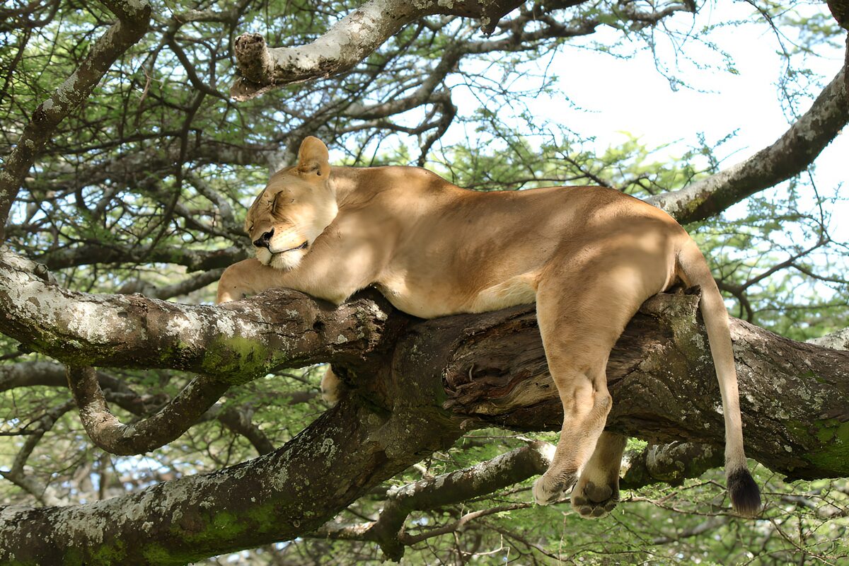 Lioness resting on a sun-dappled branch