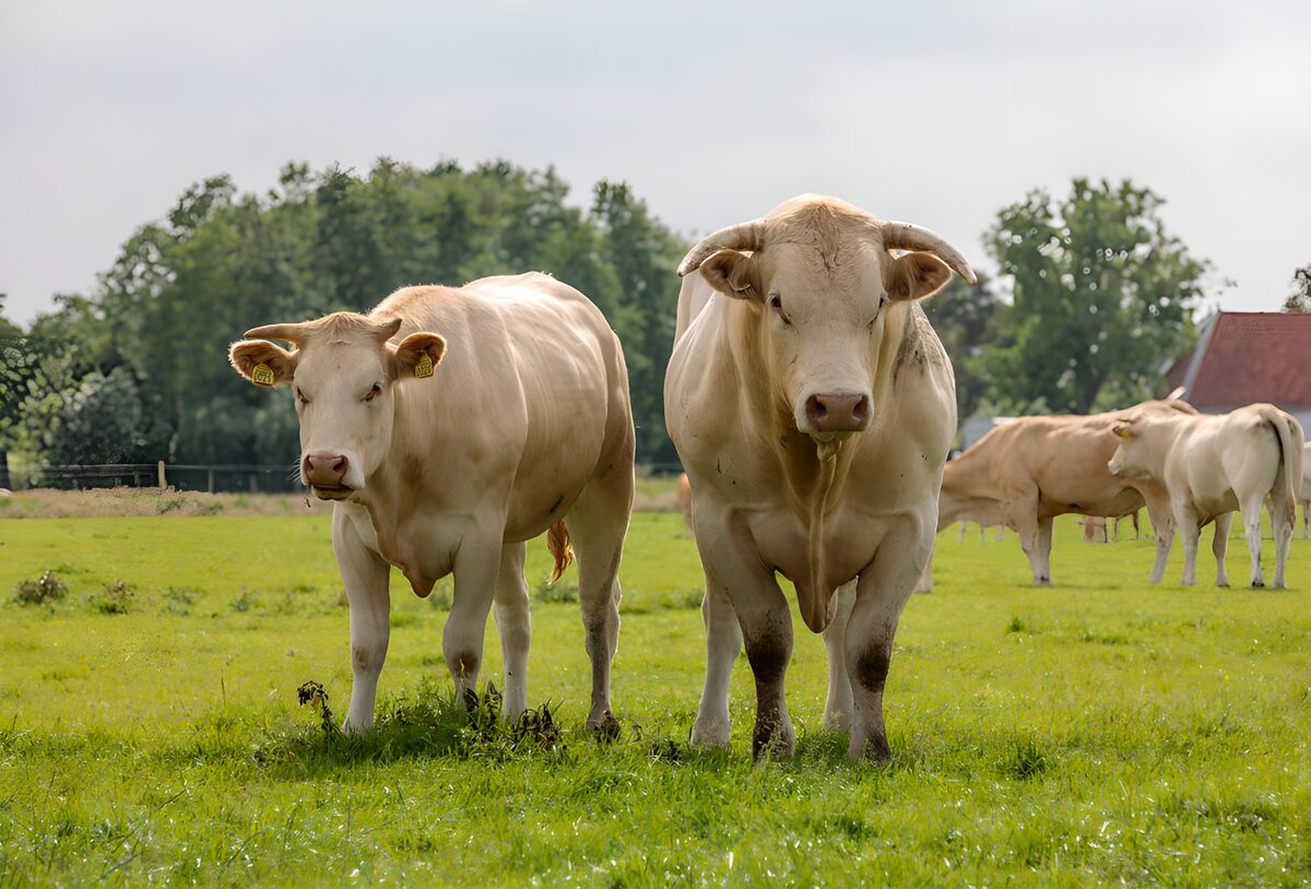Cream-coloured bulls in a quiet pasture