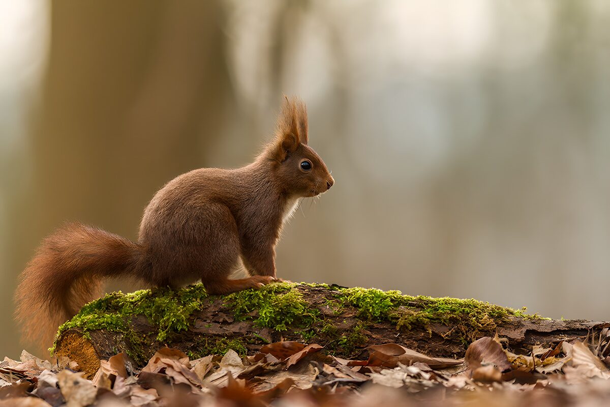 Red squirrel on a mossy woodland perch