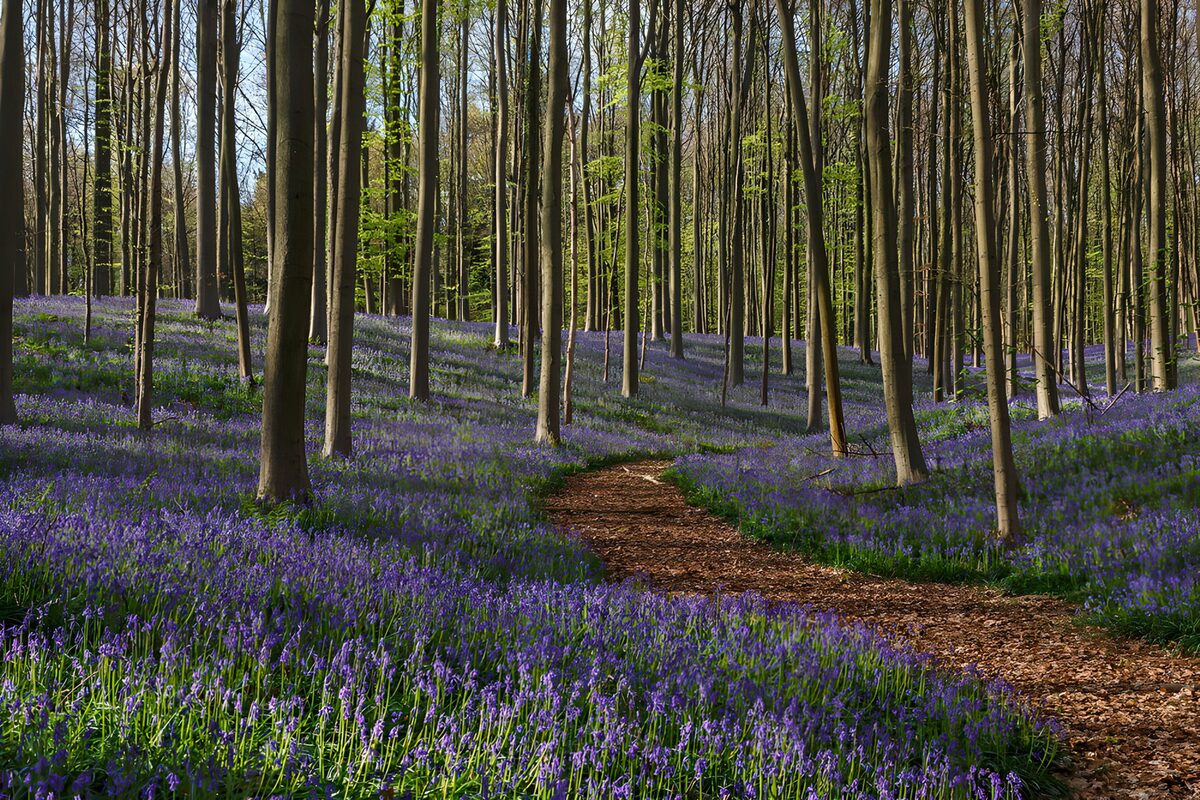 Sunlit bluebells beside a woodland path
