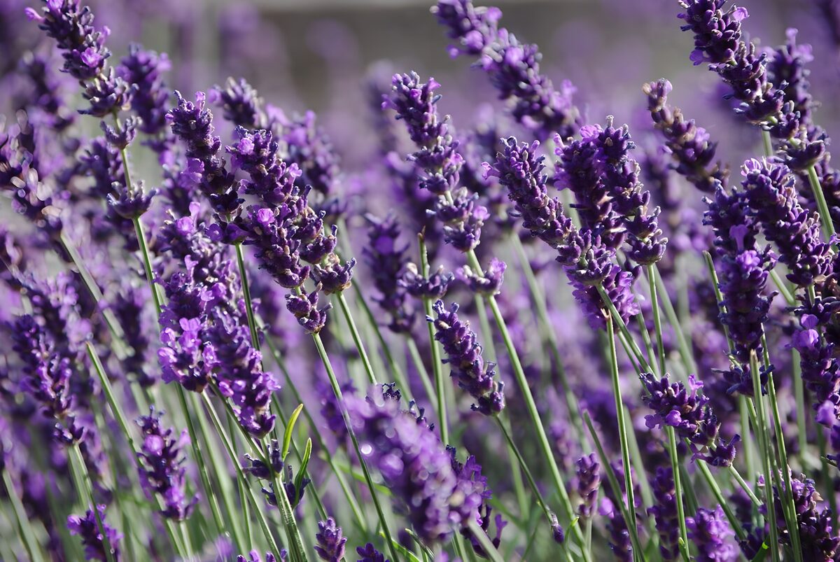Lavender in a haze of violet