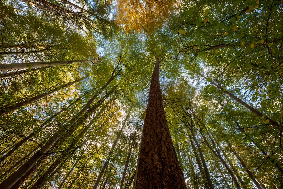 Looking up into a sunlit forest canopy