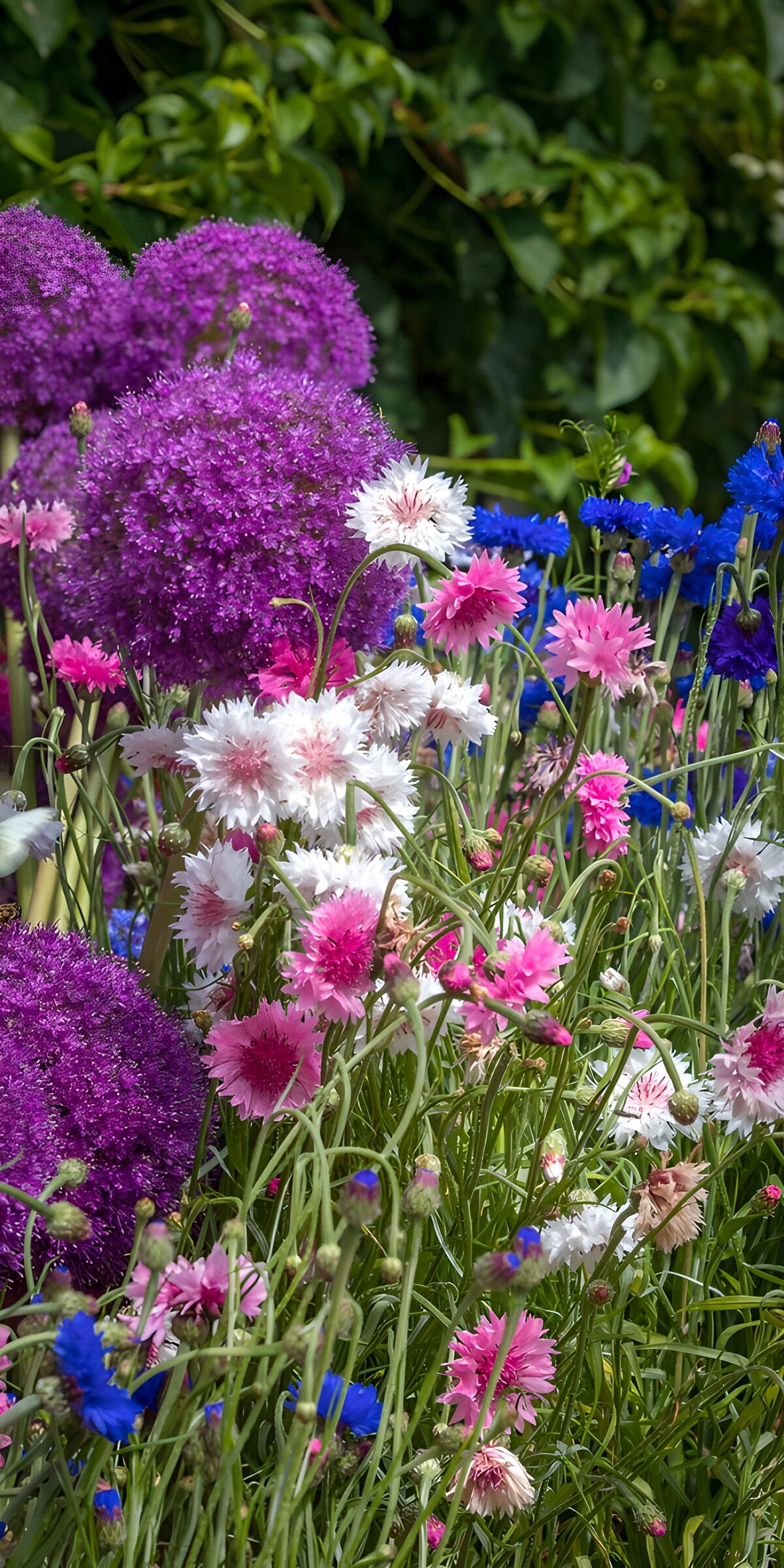 Sunlit cornflowers and purple alliums