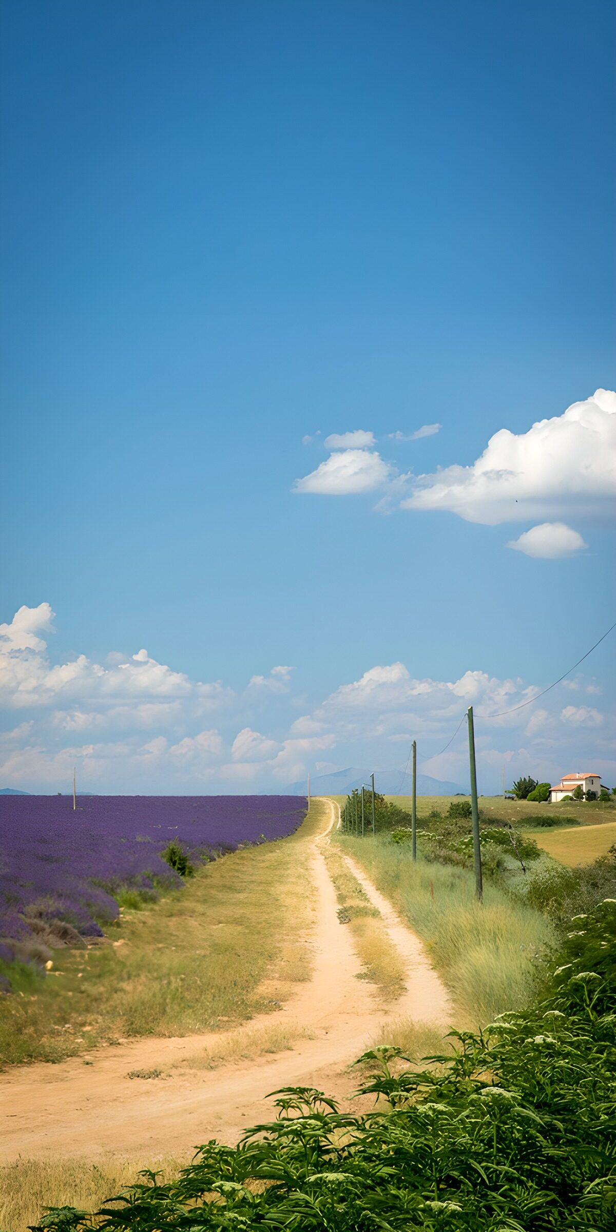Dirt track beside sunlit lavender