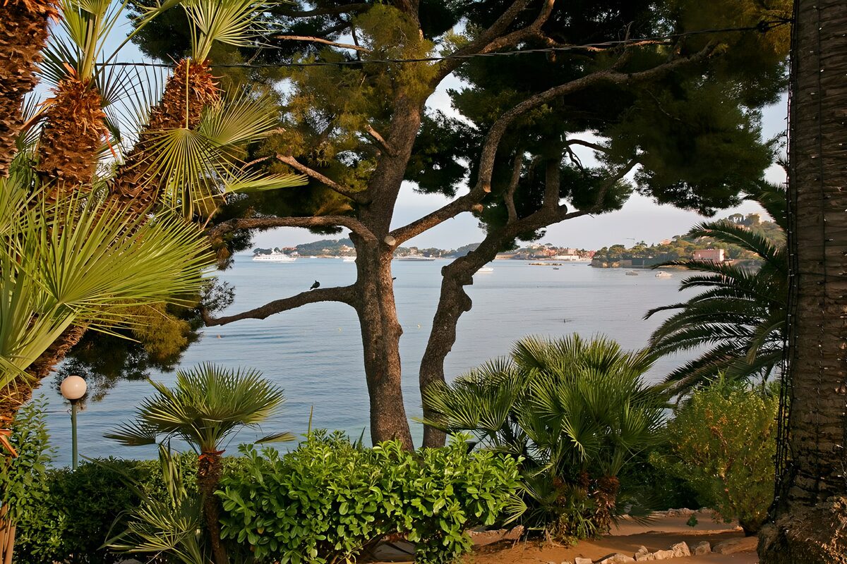 Pine and palms above a quiet bay