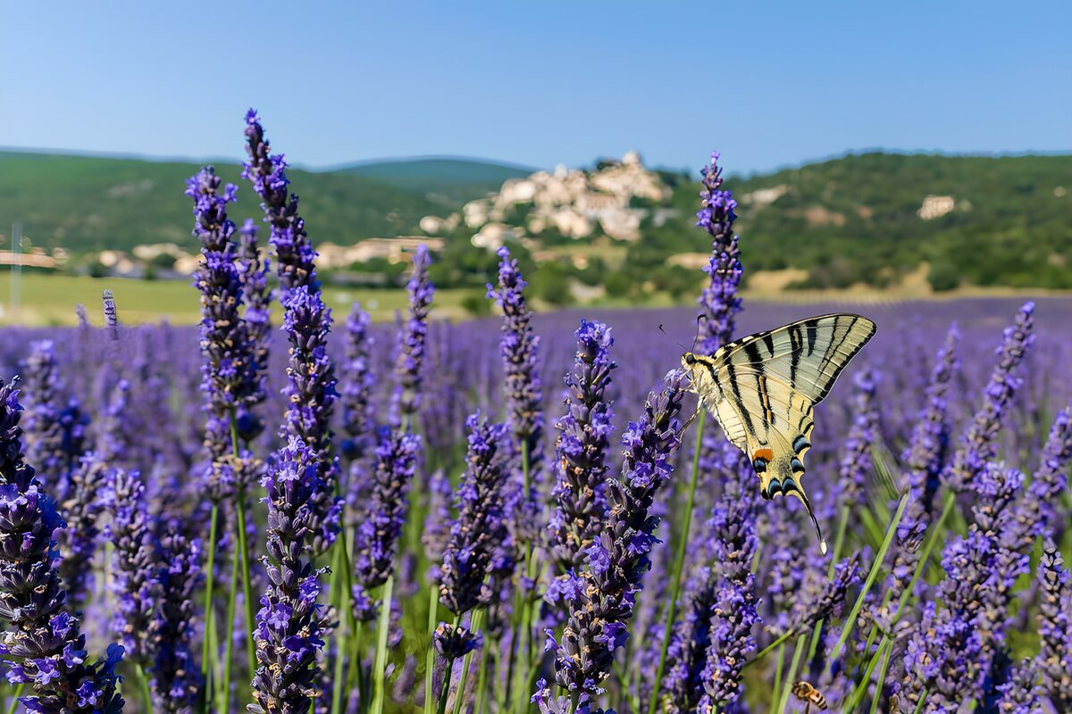 A butterfly pauses in a sea of lavender