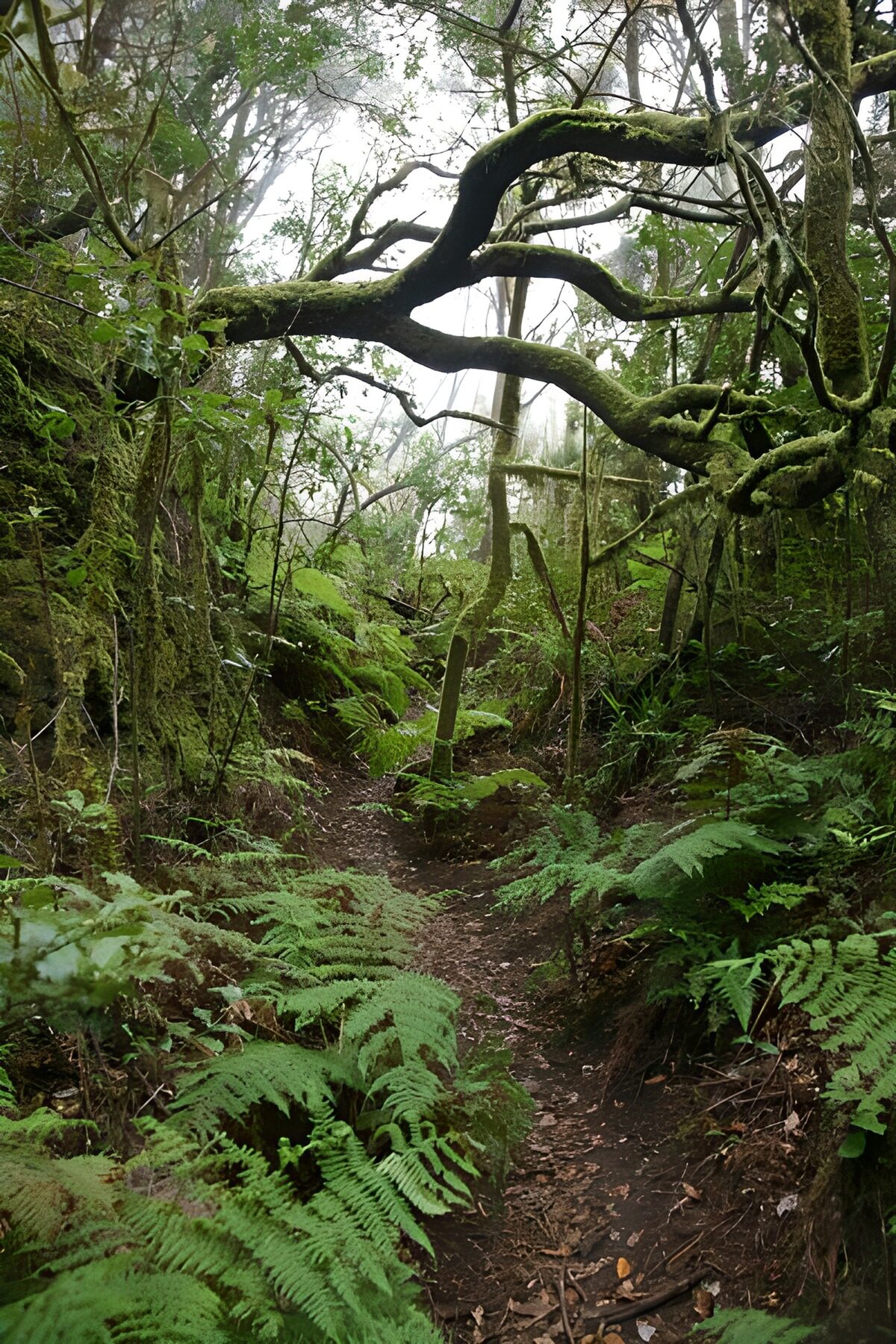 Misty forest trail between banks of ferns