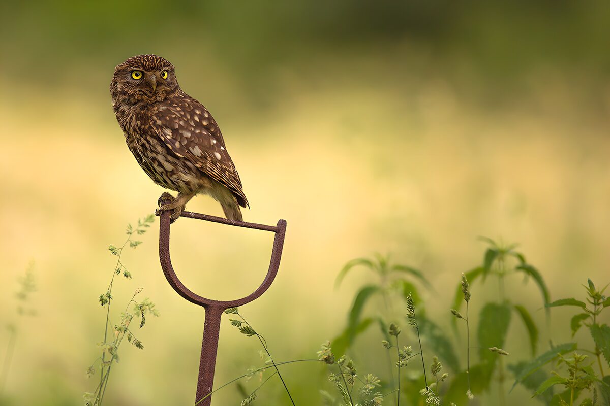 Little owl on a weathered tool handle