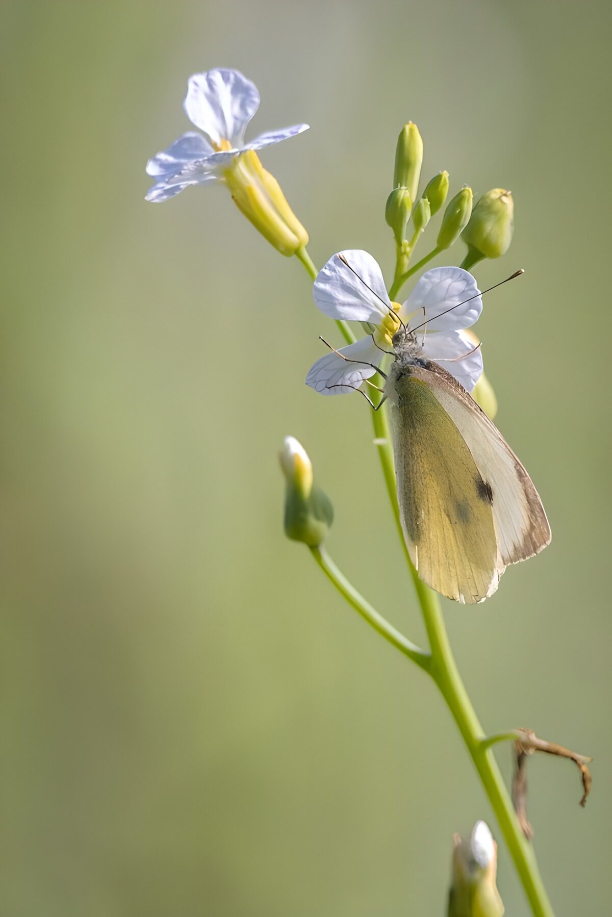White butterfly on a sunlit flower