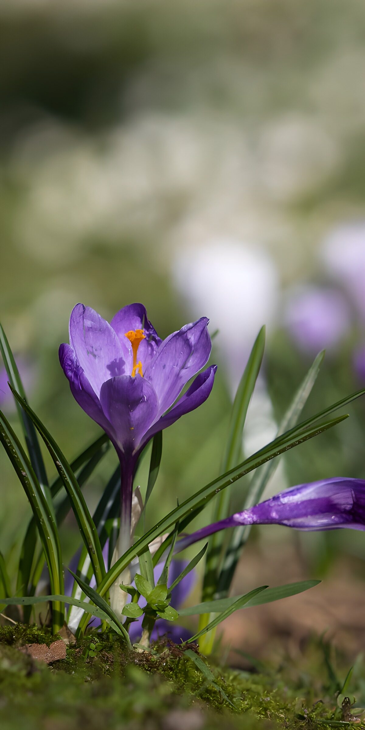 Purple crocus in spring sunshine