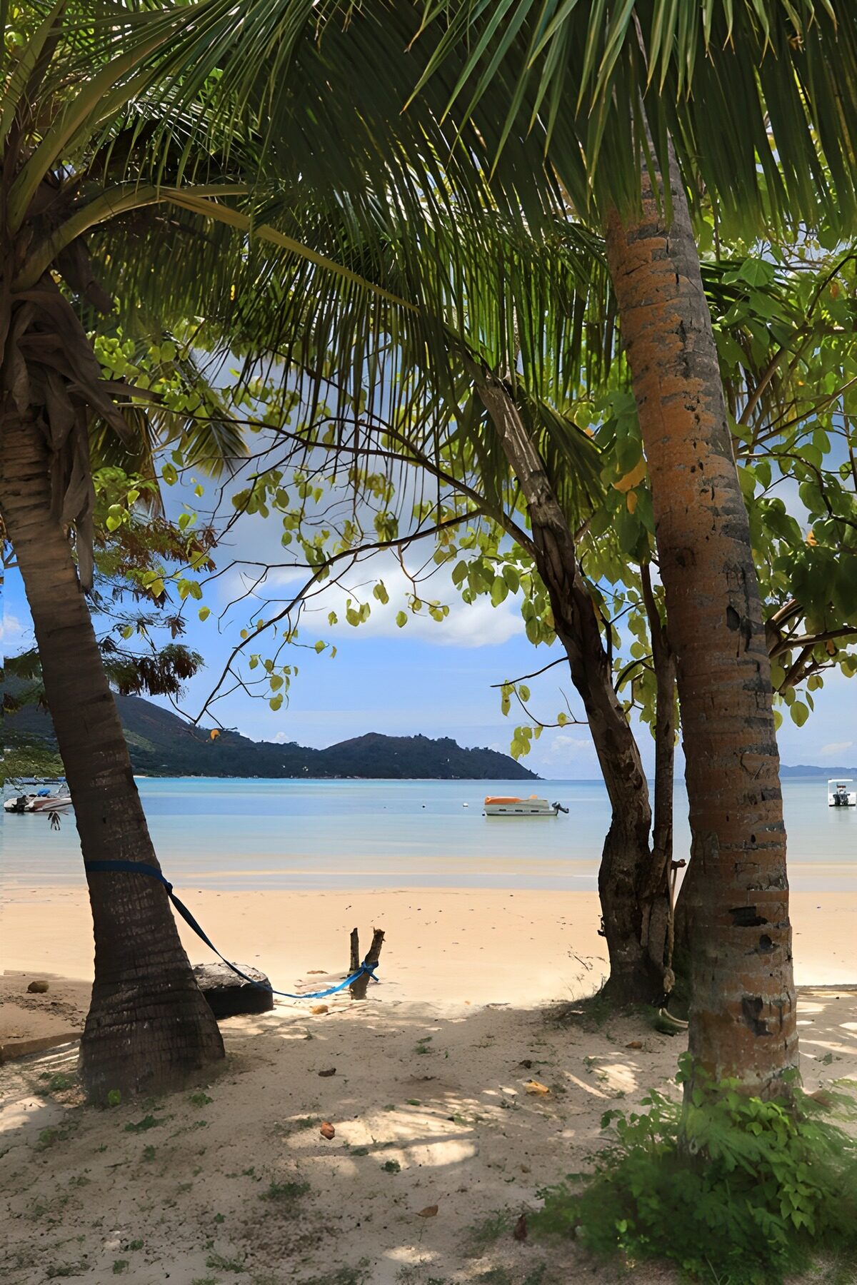 Palm shade and boats on a turquoise bay