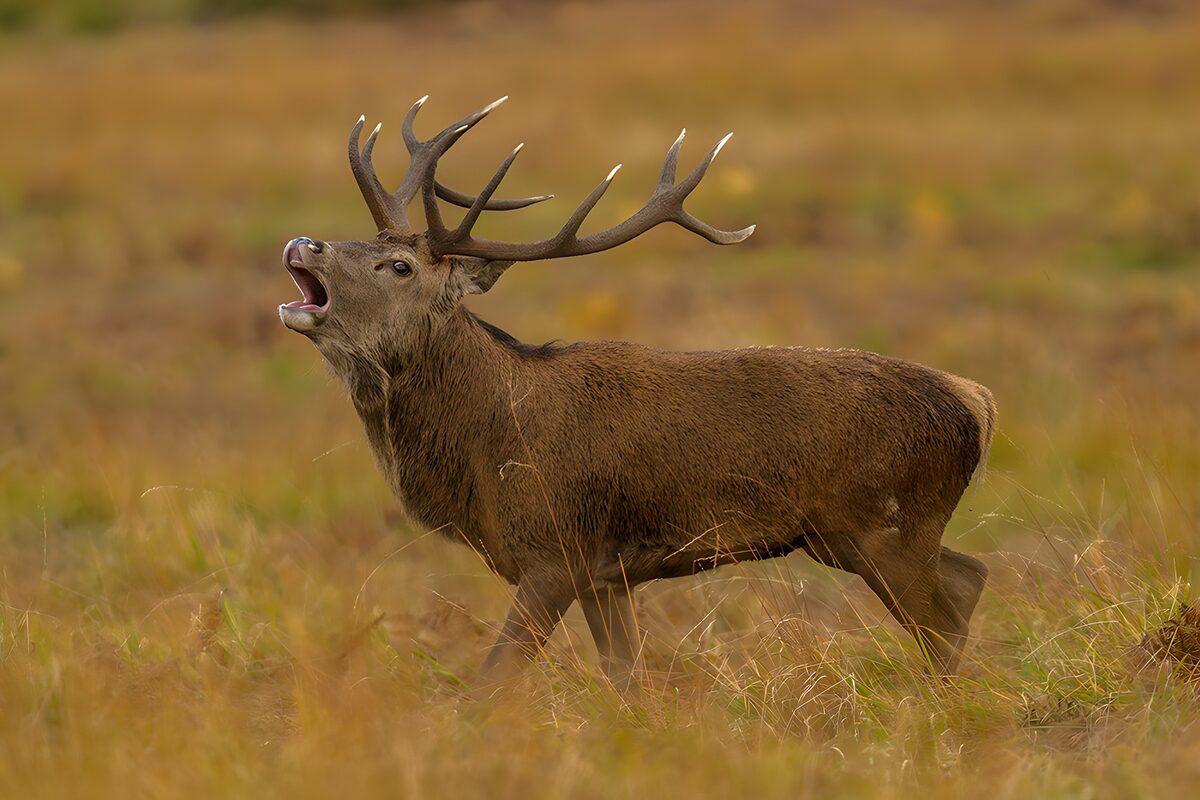 Red deer stag roaring in tall grass