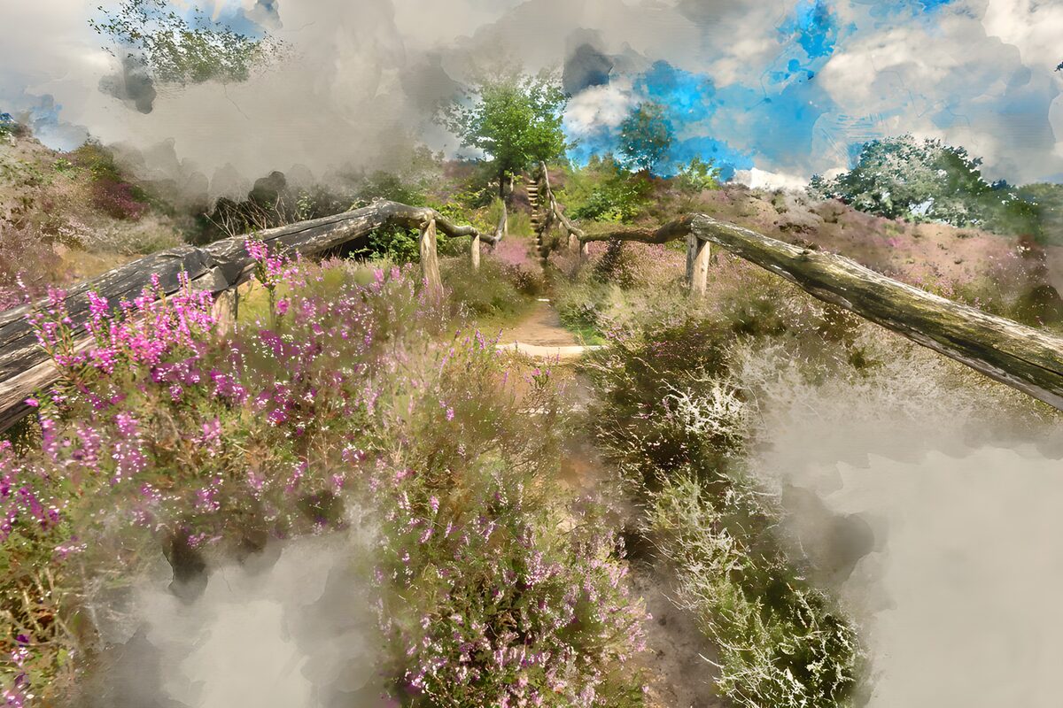 A sunlit path through purple heather