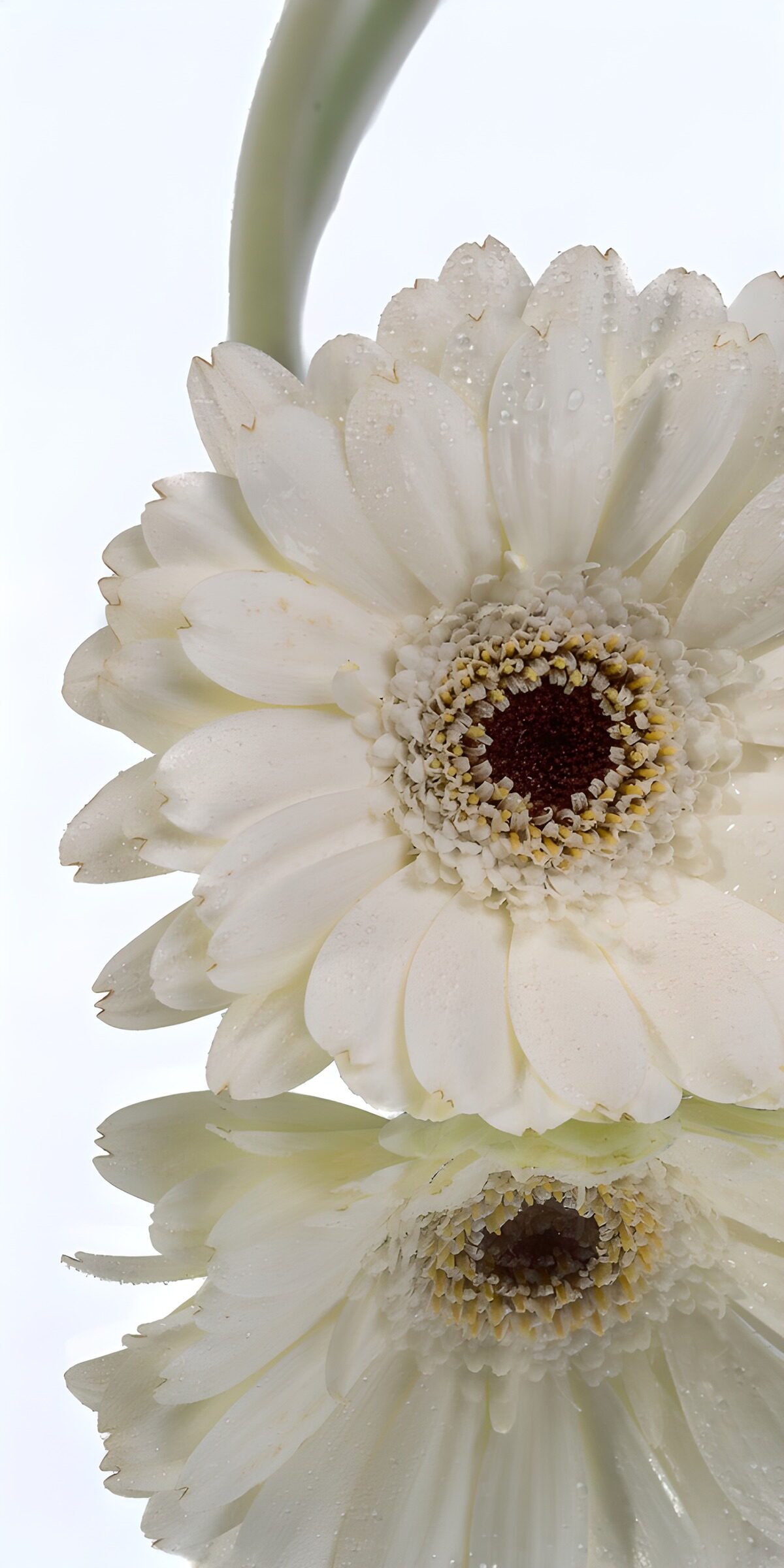White gerbera in soft light