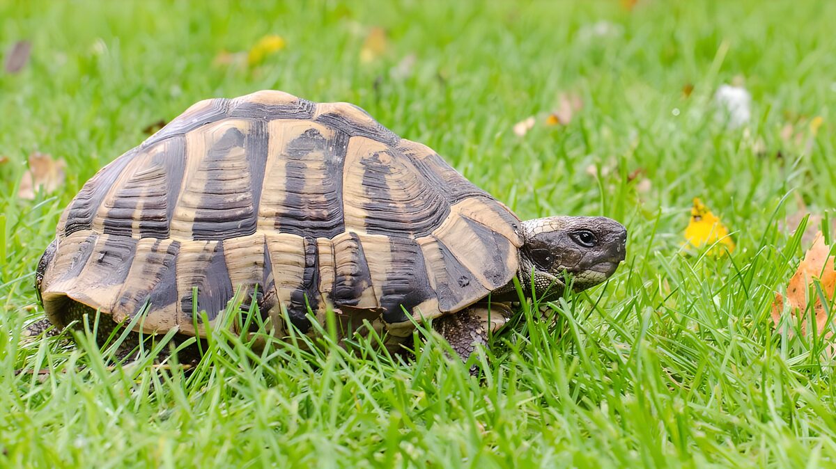 Tortoise close-up in soft daylight
