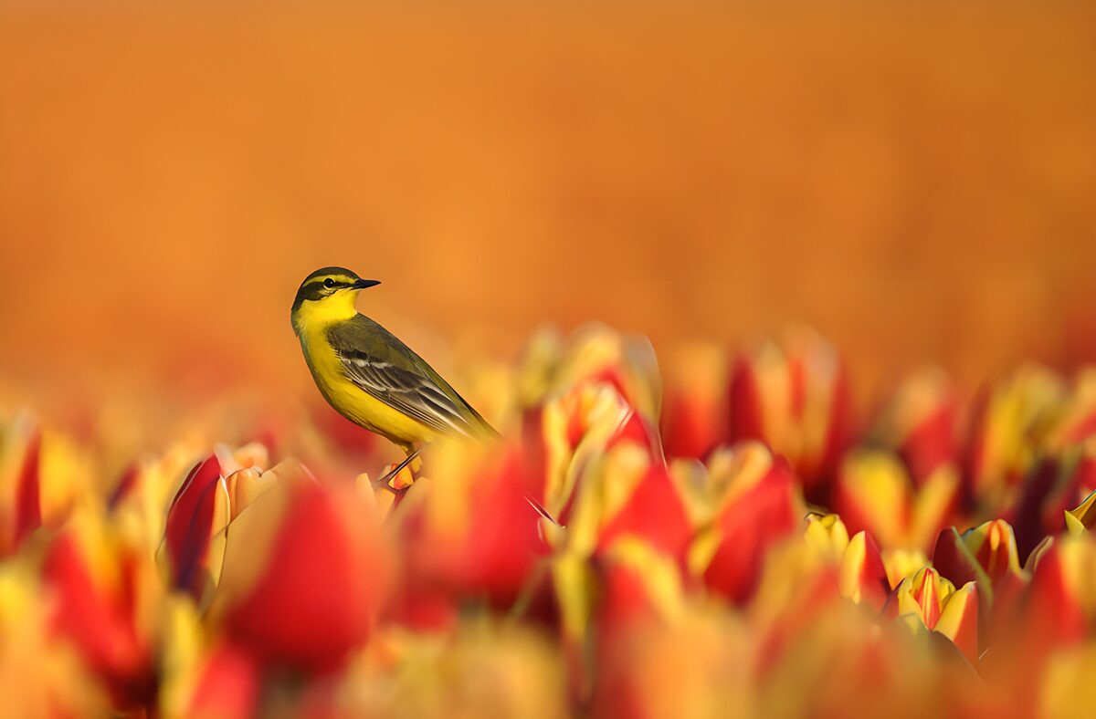 Yellow wagtail in a sea of tulips