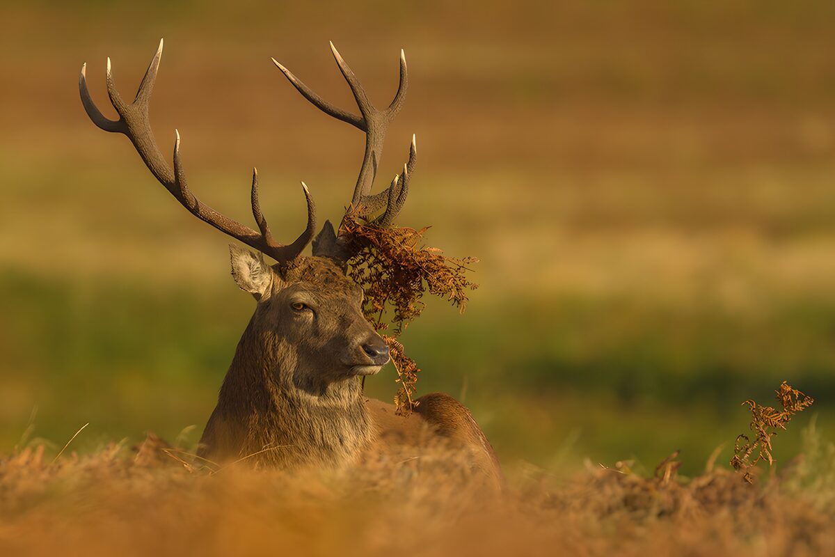 Red stag resting in golden bracken