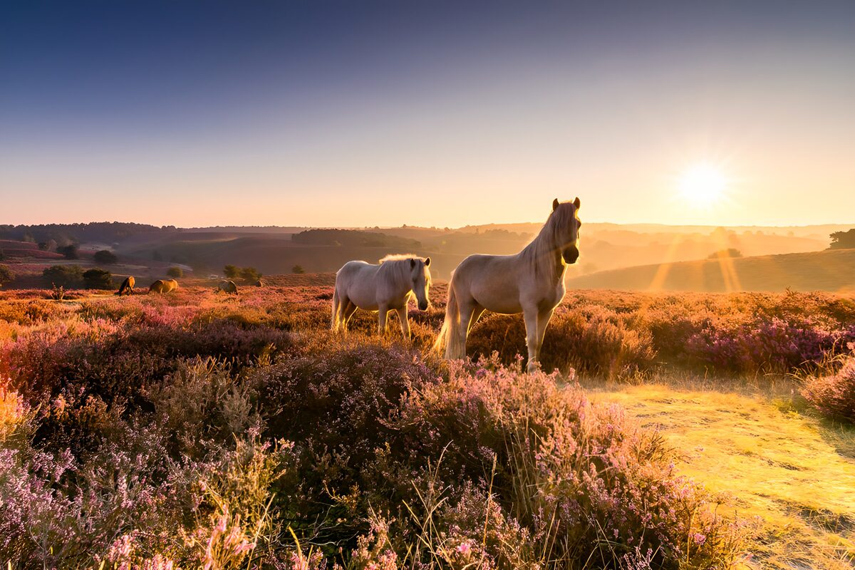 Grey horses in sunlit heather