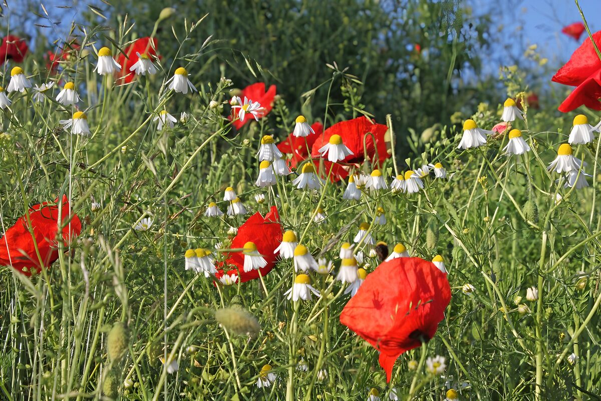 Sunlit poppies and white wildflowers