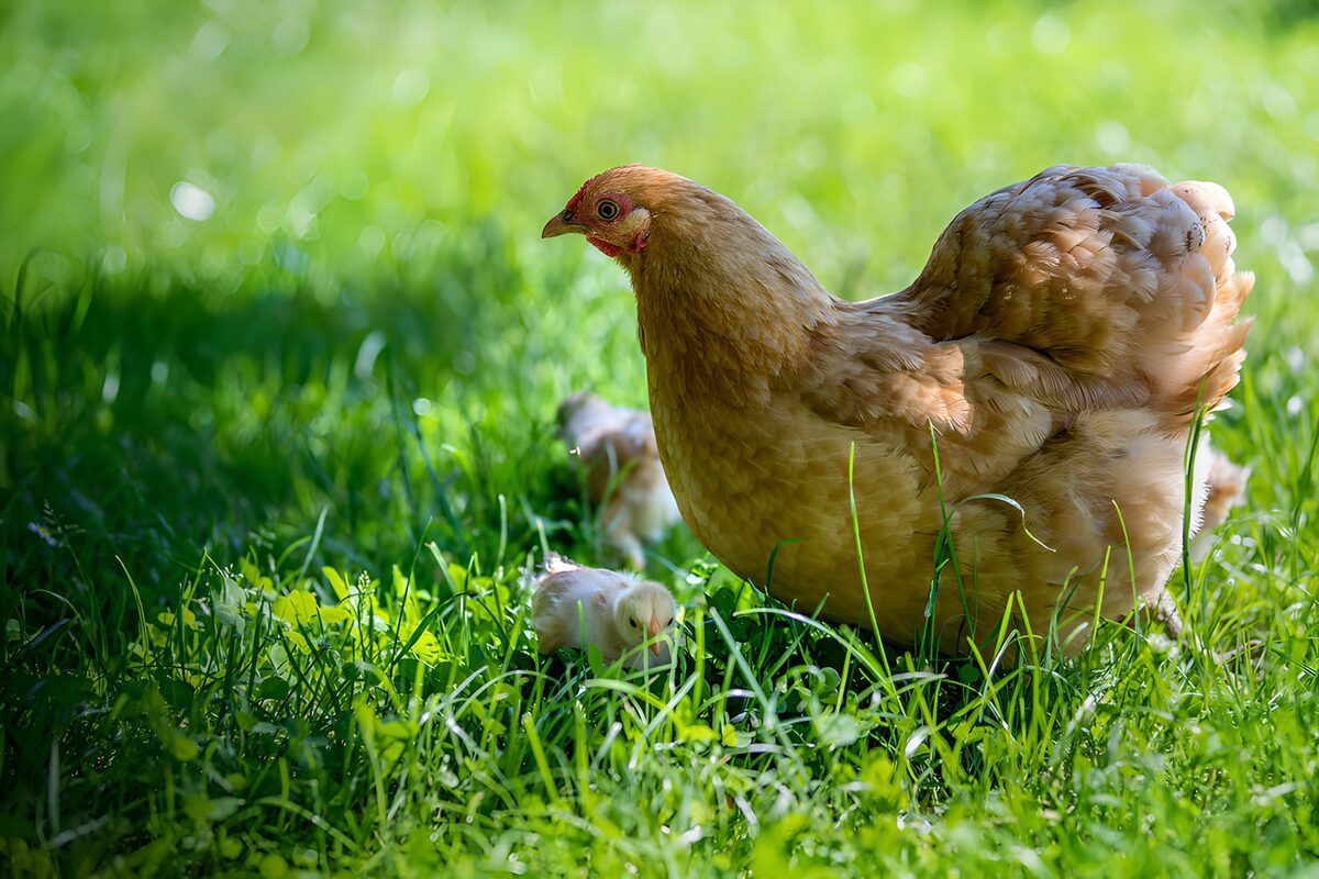 Hen and chicks in sunlit grass