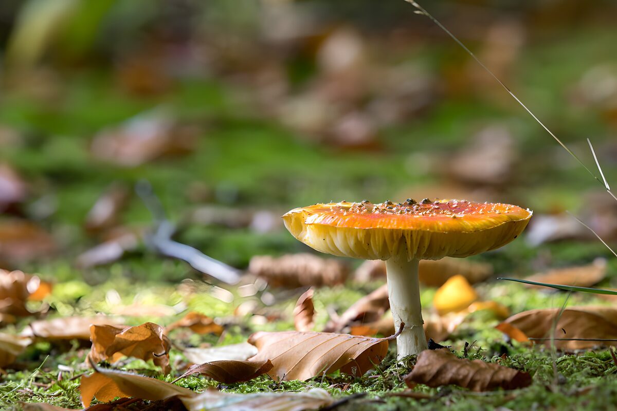 Orange mushroom in moss and fallen leaves