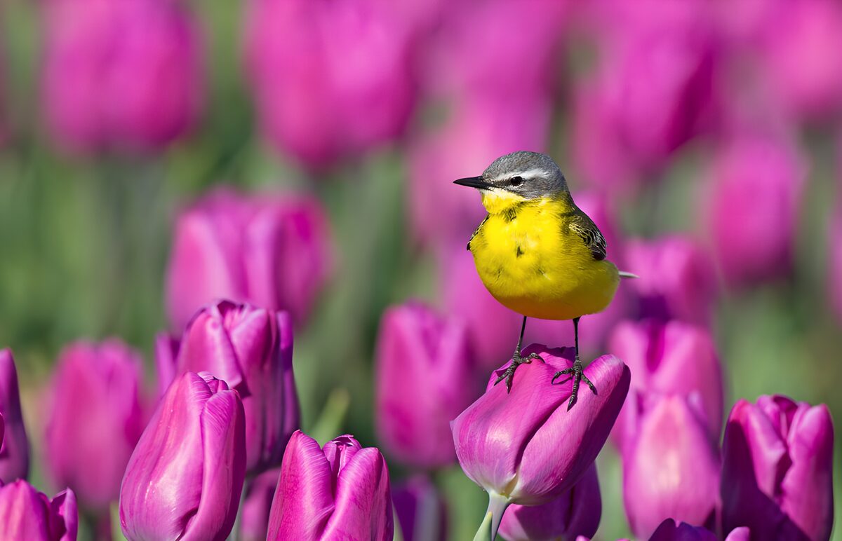 Among the tulips, a yellow wagtail