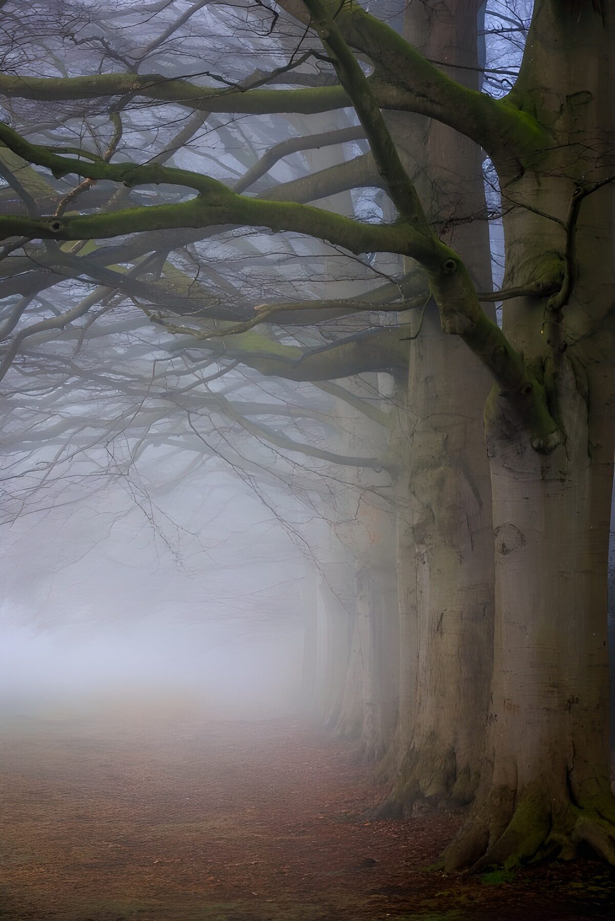 Beech trees beside a fogbound path