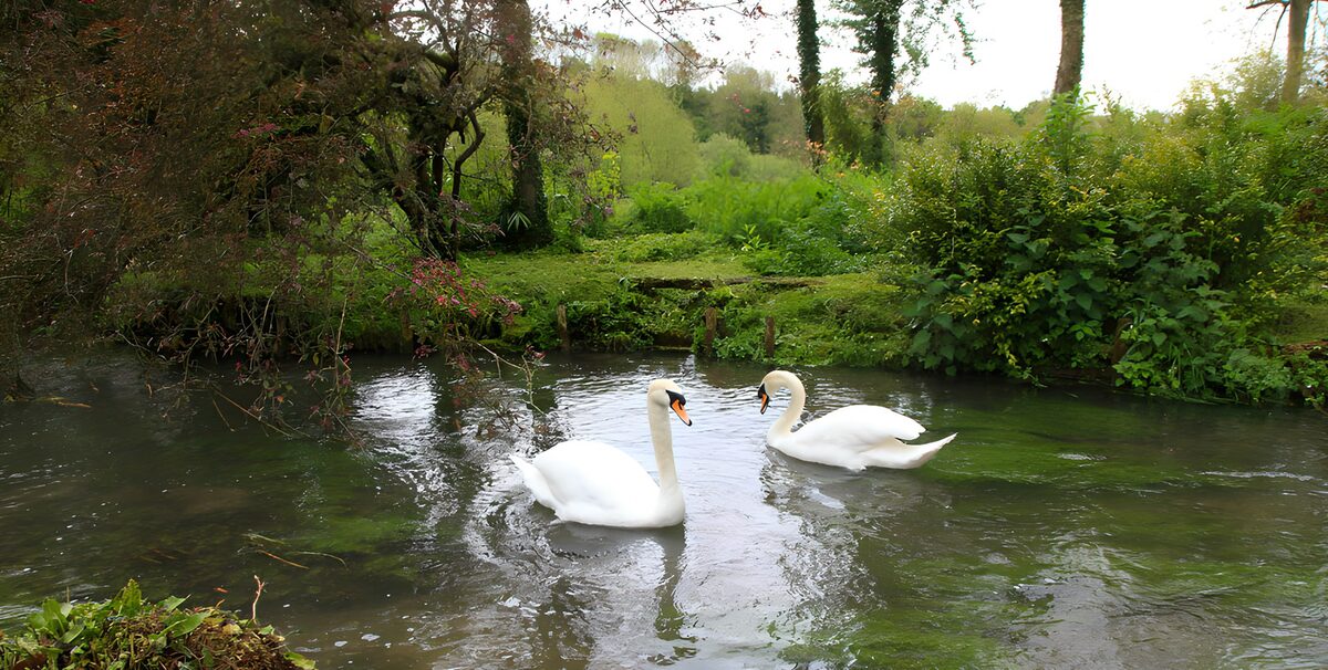 Two swans on a quiet woodland waterway