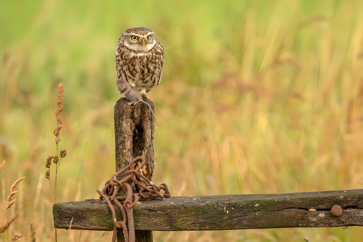 Little owl above a meadow of gold