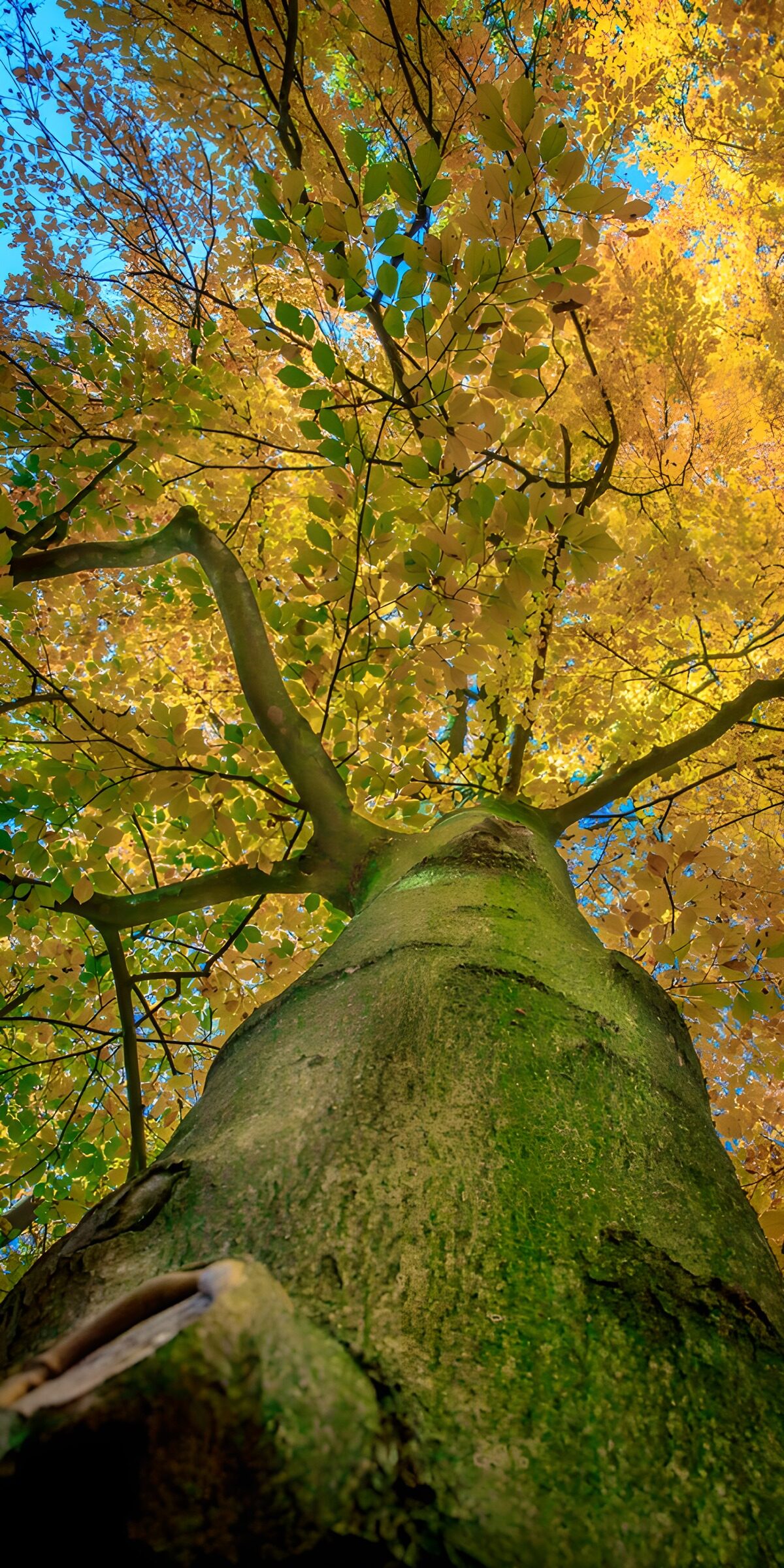 Looking up into a sunlit autumn tree