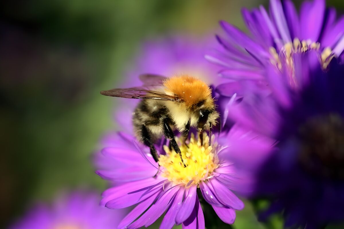 Bumblebee on a sunlit purple flower