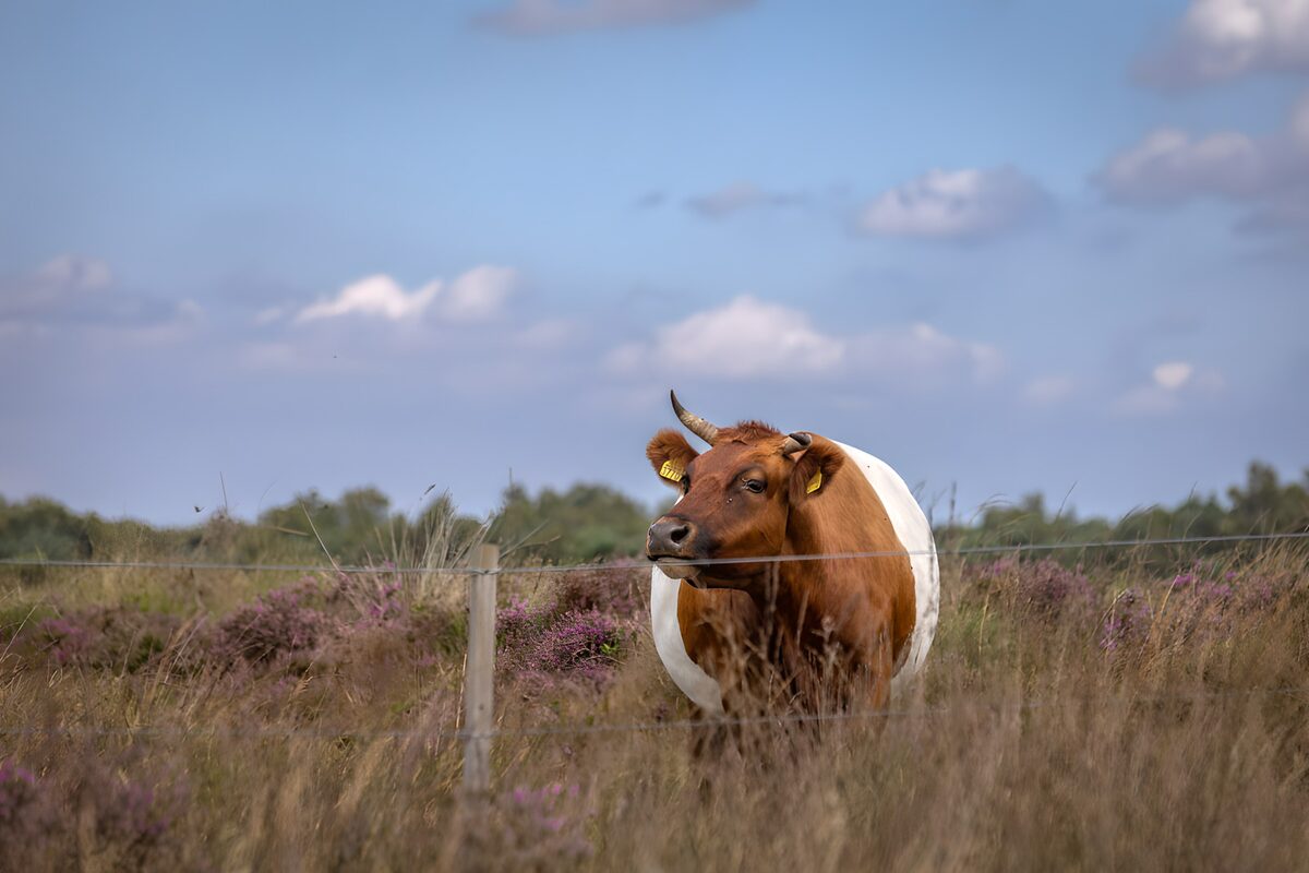 Brown and white cow on the quiet heath