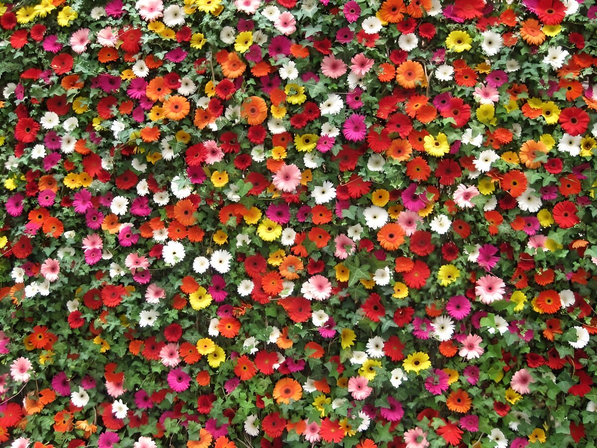 A colourful wall of daisy-like flowers