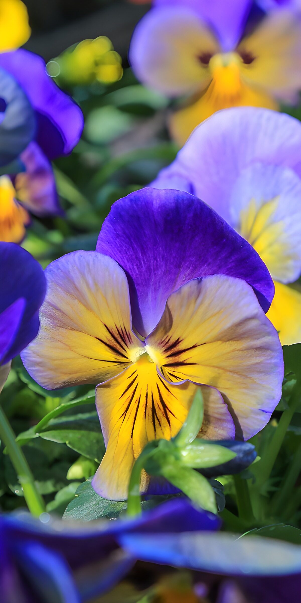 Sunlit purple and yellow pansies