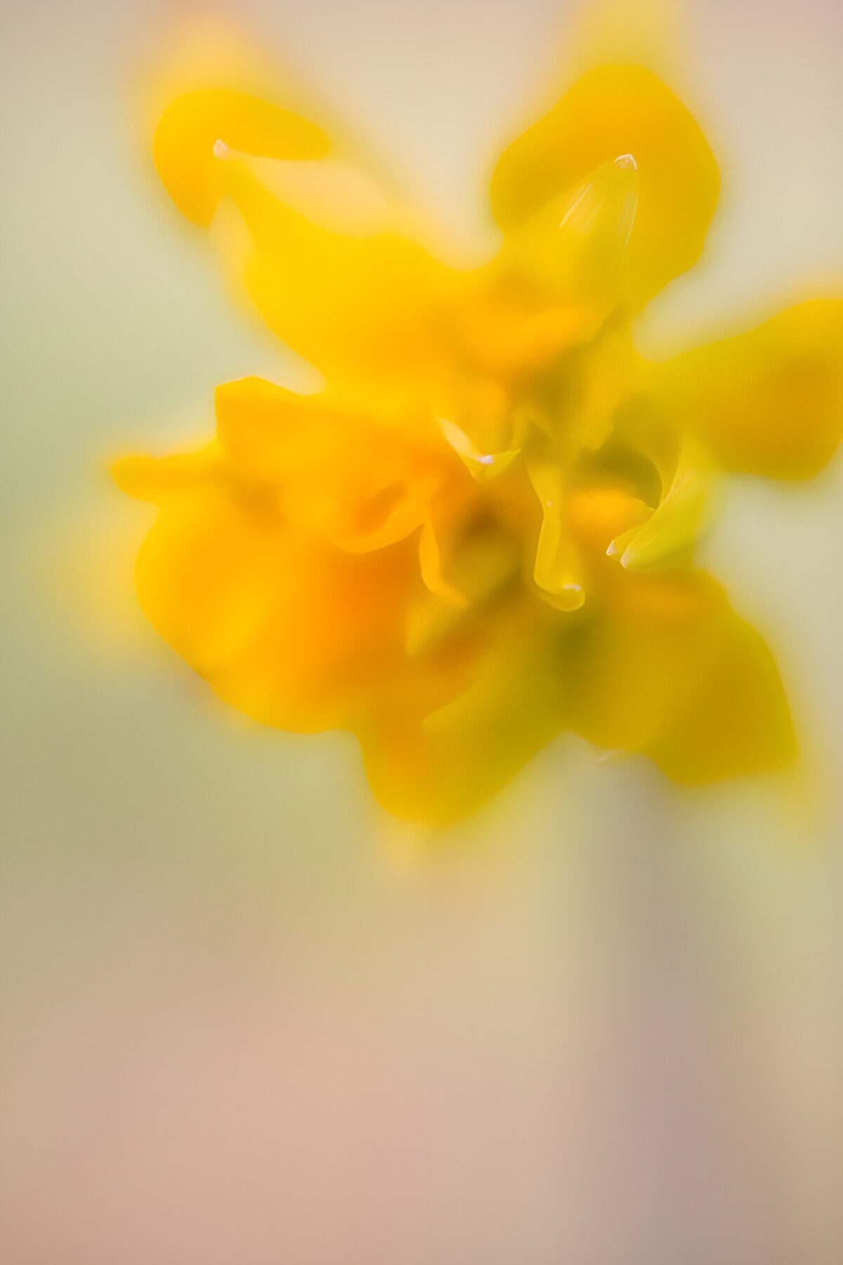 Yellow flower in soft focus