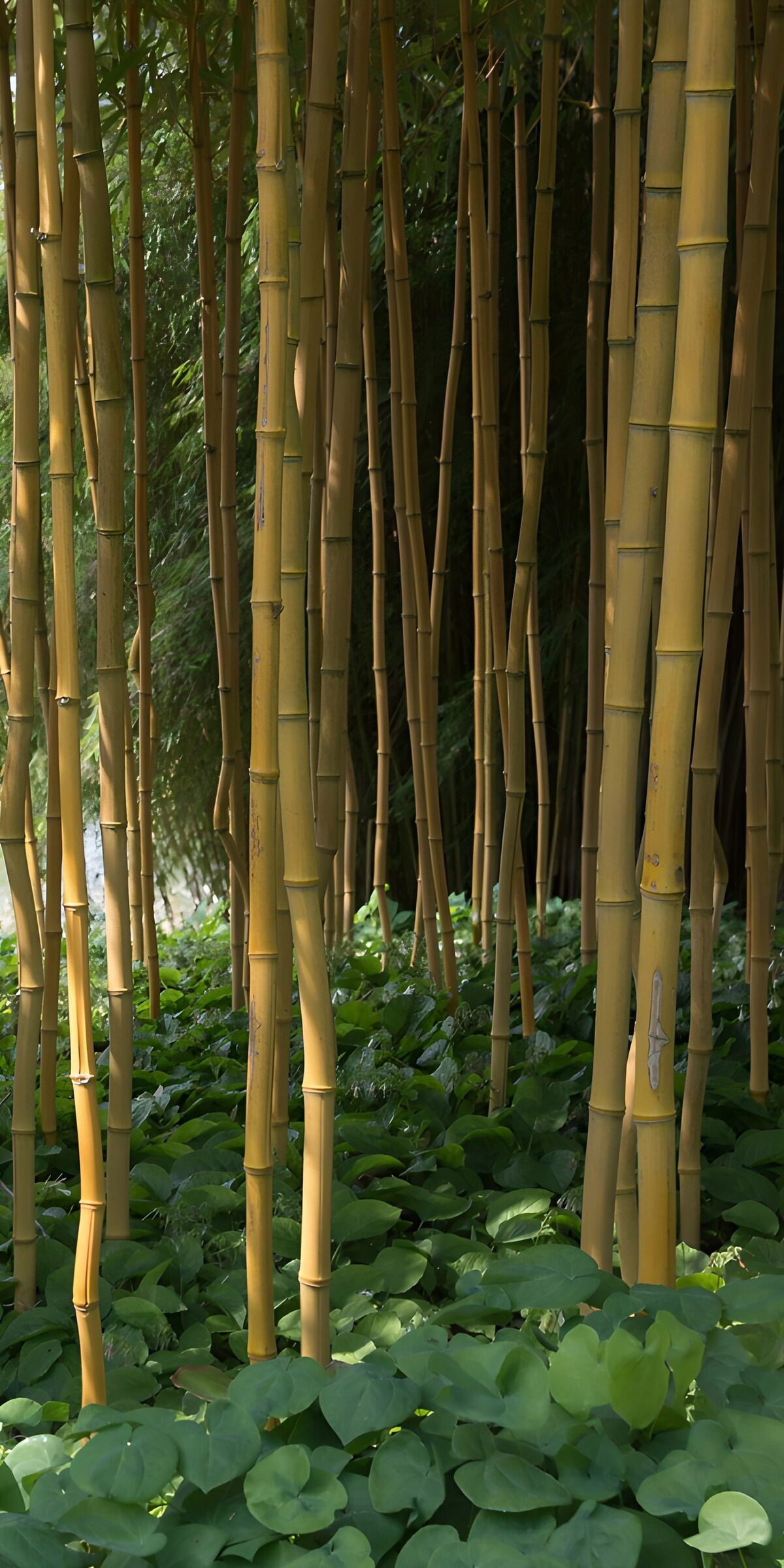 Sunlit bamboo and broad green leaves