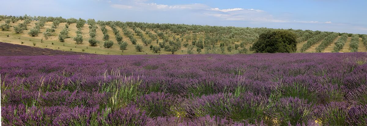 Purple flowers beneath sunlit hills
