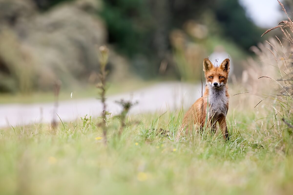 Red fox sitting alert in tall grass