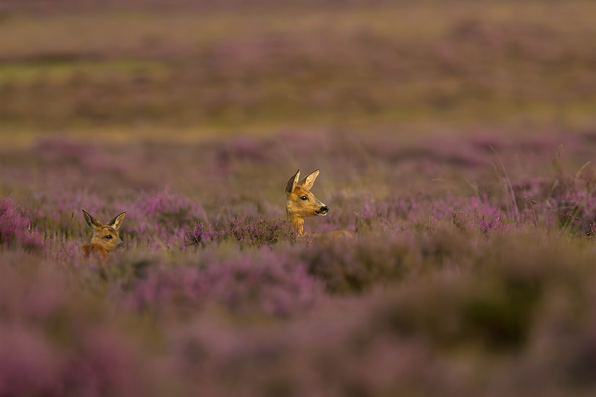 Two roe deer in warm-lit heather