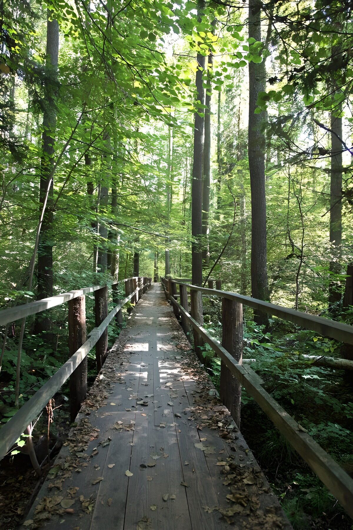 Sunlit boardwalk through green woods