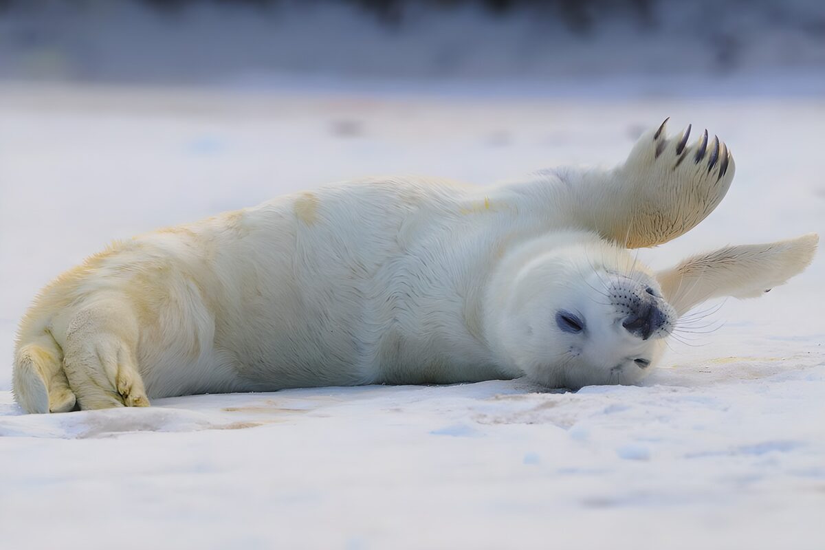 White seal pup at rest on the snow