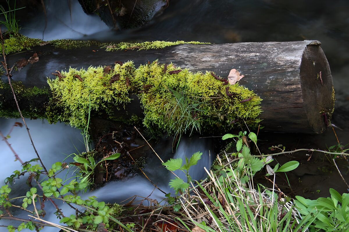 Moss-covered log over a quiet stream